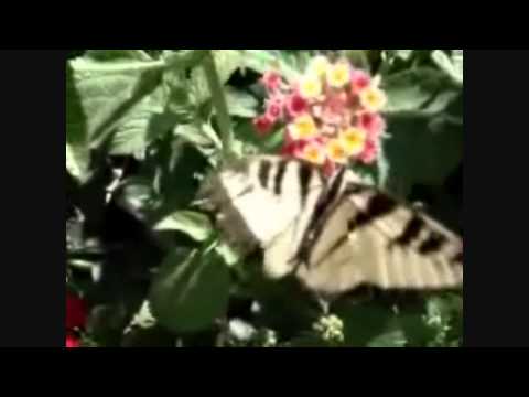 Katia Guerreiro - Asas do vento