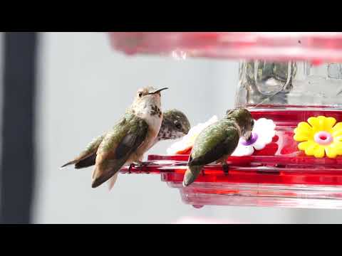 Peace Among Three Female Allen's Hummingbirds at the Feeder