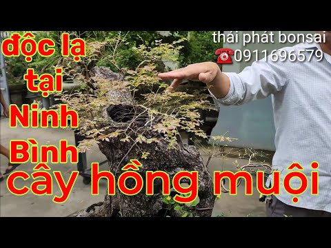 Cây hồng muội Ninh Bình