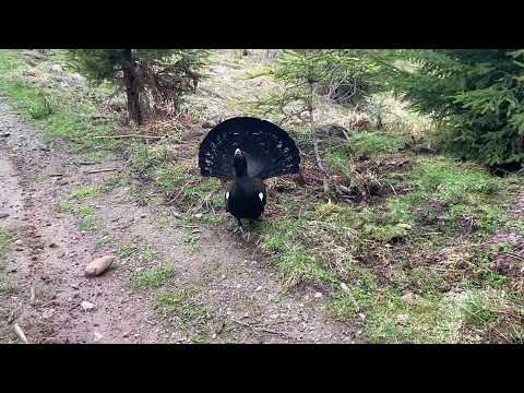 Auerhahn Angriff auf Fahrrad Fleckalm Trail Kitzbühel 1.Mai 2022