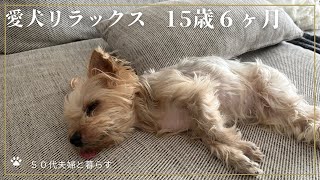 【ヨーキー】15歳６ヶ月　５０代夫婦　犬との暮らしの記録　#vlog