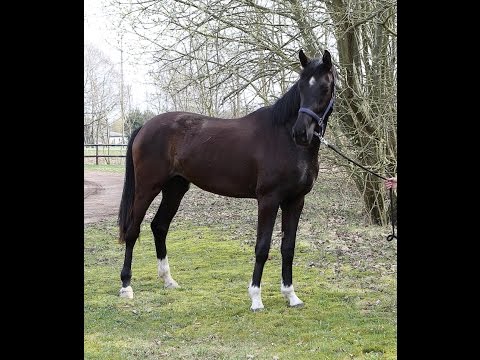 Oldenburger Stute von Sezuan / Fürst Heinrich / De Niro, März 2017