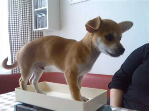 Nikousek, Bublina - Tezkej pokondr