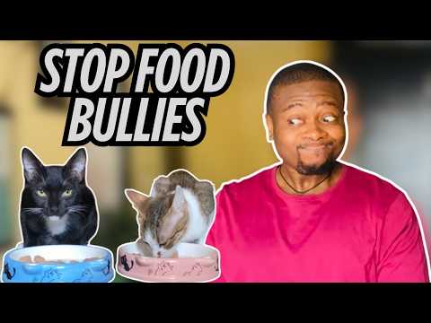Stop One Cat From Stealing All The Food | My Controversial Feeding Method Explained