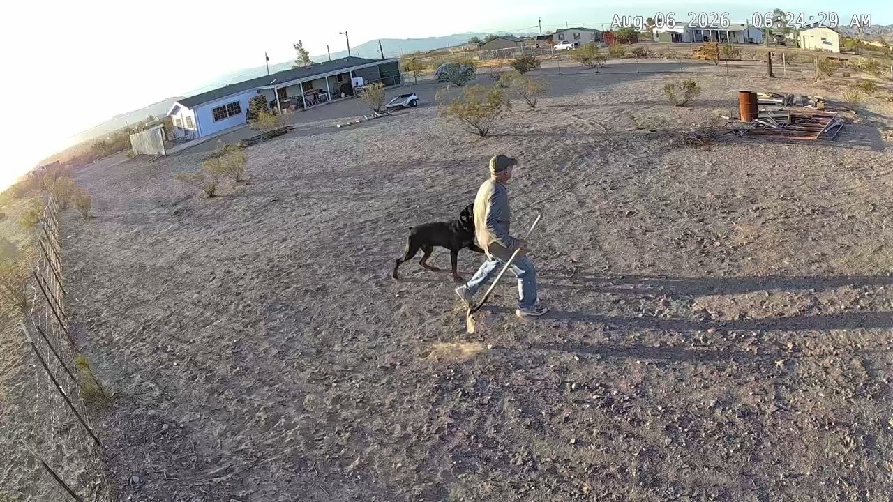 Enlarge Max, a Adoptable Rottweiler in Gilbert, AZ video 6/6