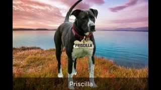 preview picture of video 'Priscilla at Middletown Humane Society in Bloomingburg NY'