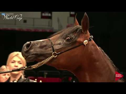 N.172 RD MAARIONNA - LAS VEGAS 2019 - Arabian World Cup Junior Fillies ATH (Class 101).mp4