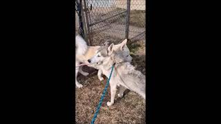 Video preview image #1 Mutt Puppy For Sale in Shelburne, VT, USA