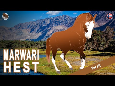, title : 'MARWARI HEST, de beste hestene for Rathore-herskere, HESTERASER'