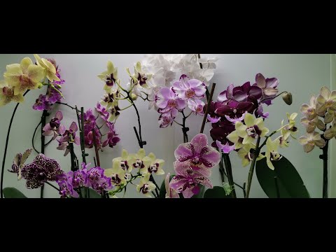 Чудесный ОРХОфевраль:ЦВЕТЕНИЕ моих ОРХИДЕЙ! Орхидеи, февраль 2022.