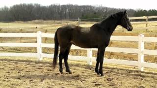 FOR SALE: Friesian Sporthorse gelding, $1800 OBO, located in Minnesota