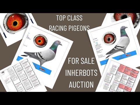 Two Amazing Breeder Racing Pigeons For Sale In Herbots Pigeons Auction