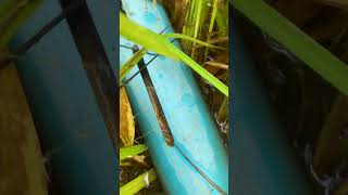 How to bait a trap eel #fishing #eel #catch #shorts #subscribe