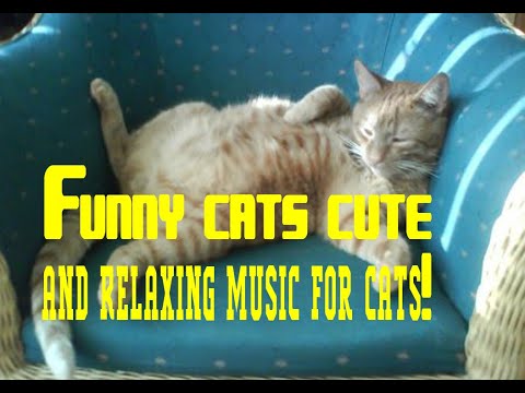 Funny cats cute and Relaxing Music For Cats!
