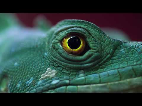 The Reactivitz - Meaning Of Life (Official Video)