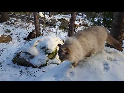 Norwegian Forest & Neva Masquerade in the forest.