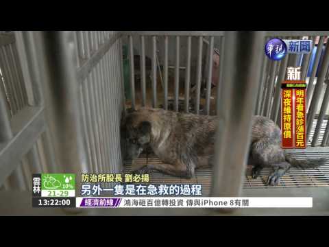 民眾投訴 防疫人員毒死流浪狗