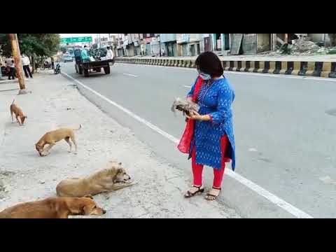E.O Deepika shukla  feeding dogs during covid 19