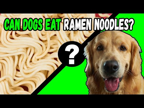 Can Dogs Eat Ramen Noodles?