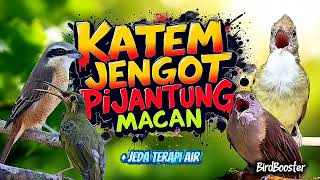 Download lagu MASTERAN BESETAN KASAR TAJAM | SATU JALUR   JEDA TERAPI AIR 100% CEPAT MASUK! mp3