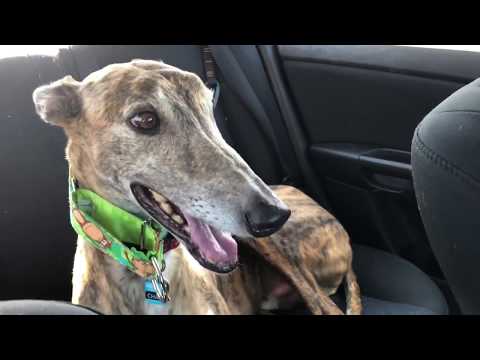GFART: Greyhound Flatulence Avoidance and Rectification Technique