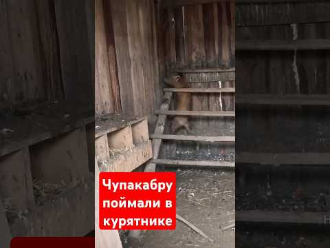 в курятник пробралась чупокабра