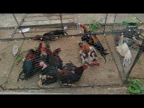 Polícia apreende 31 galos destinados para rinha em Icó