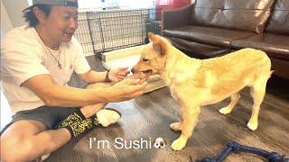 【Sushi】神頼みと水のつまみ
