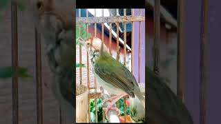 Download lagu masteran prenjak lumut gacoor#shorts mp3