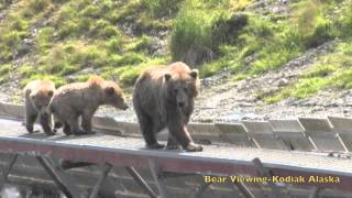 Alaska Brown Bears