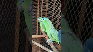 Parrot Birds Videos