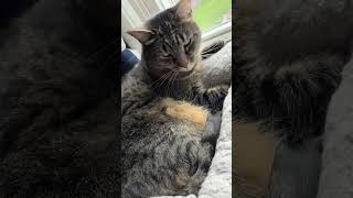 My Cat! 🐱 #cat #trending
