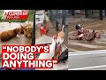 Rescuing Farm Animals Left Behind In Flood Crisis A Current Affair