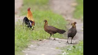 Download lagu Suab Poj qaib seev thiab tsauj zoo heev |2023| mp3 Download lagu Suab Poj qaib seev thiab tsauj zoo heev |2023| mp3