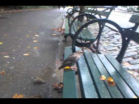 download lagu mp3 mp4 Cp Birds, download mp3 Cp Birds free download, download mp3 Cp Birds