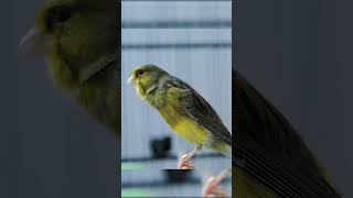 Download lagu kenari gacor durasi panjang, Full Isian, Non Stop, Untuk Pancingan, Ngerek Kawin, Cengkok Mewah mp3