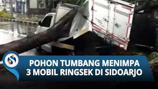 Pohon Tumbang di Sidoarjo Timpa Mobil hingga Ringsek akibat Hujan Deras Disertai Angin
