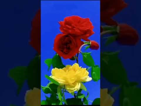 Tari Khar Hova Paradara Roza De Jali Chum Lan Da (@rabbe konan)