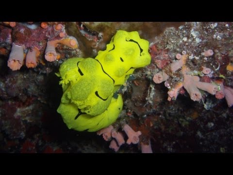 Beauty of the Ocean: Sea Snail, Cabilao Island,Philippinen