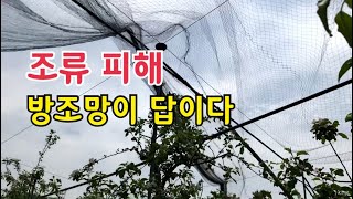 사과 과수원 새망 방조망 설치현장 스캐치