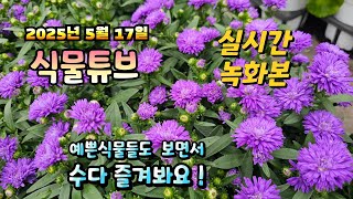 2025년 5월 17일   예쁜식물들 보면서  랜선으로  수다즐겨봐요. #양재꽃시장 #식물튜브 #식물아빠