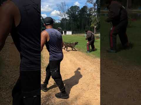 If you expect your dog to perform when needed, invest in training him to be ready!