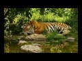 David Arkenstone ~  Land Of The Tiger