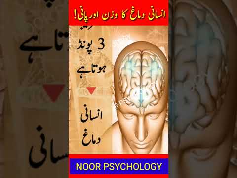 Facts about brain|انسانی دماغ|Science facts|Noor sychology in urdu|Amazing facts|Human brain facts