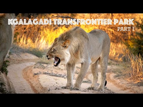Kgalagadi 2023 - PART 1 -Rooiputs, Matopi, Two Rivers