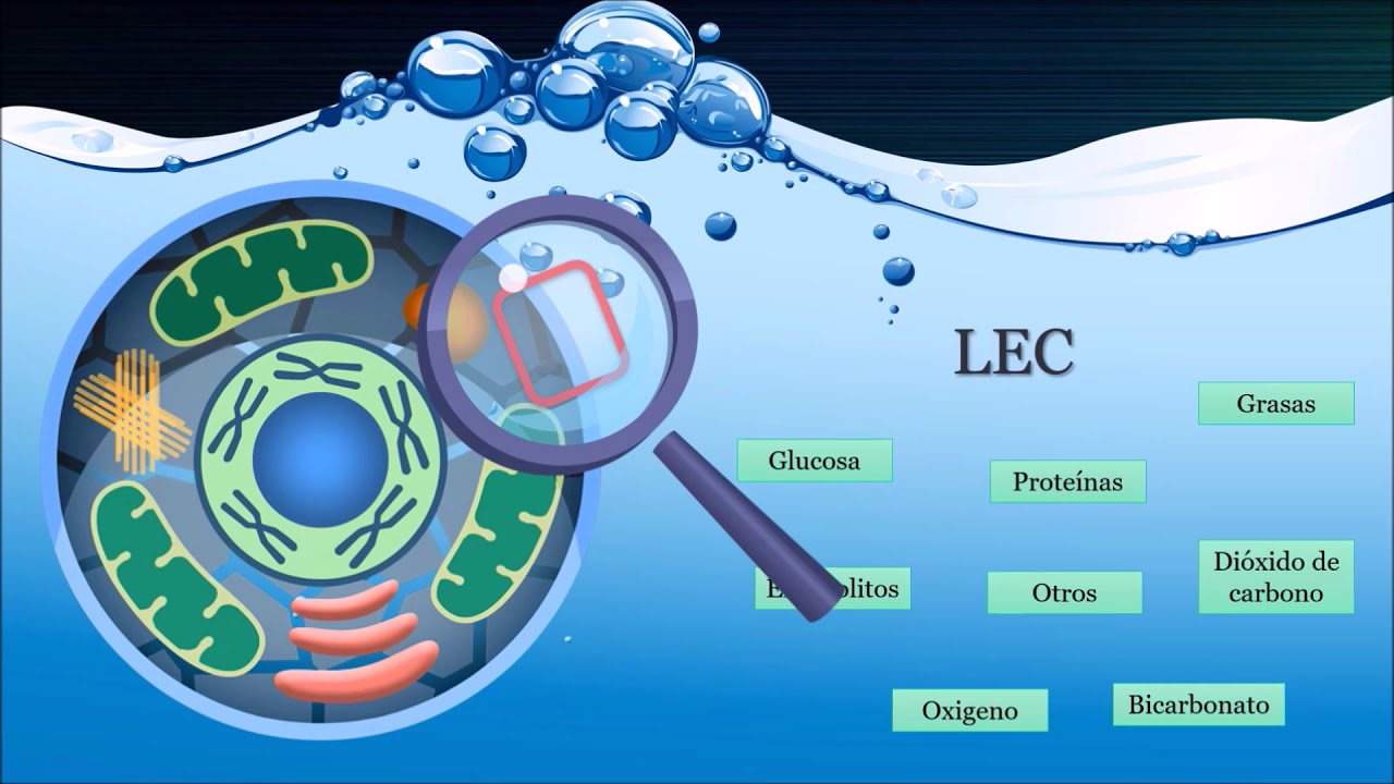 Líquidos y electrolitos