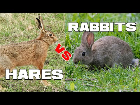 Hares vs Rabbits | What's the Difference? - Animal a Day