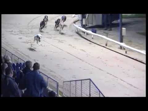 2013 ROMFORD PUPPY CUP FINAL - BALLYMAC MARINE