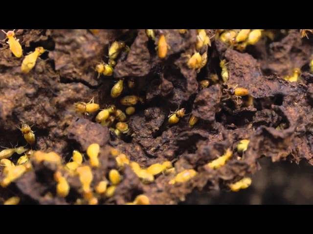 Dr Maks Pest Control - Macgregor, ACT