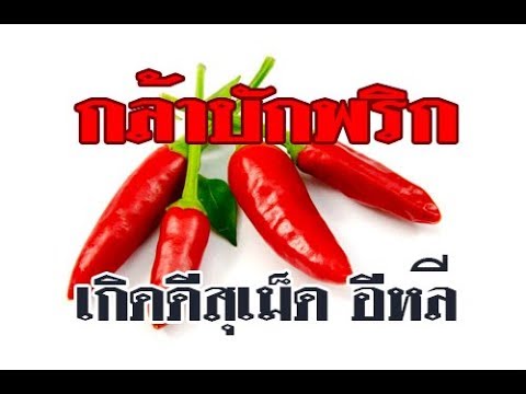 กระเจี๊ยวใหญ่และช่องคลอดขนาดเล็กที่จะทำ เพิ่มสมาชิกวิธีการที่จะทำมัน